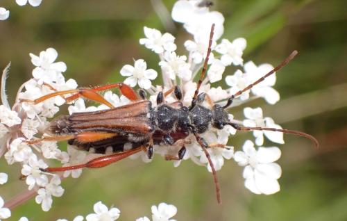 Stenopterus rufus